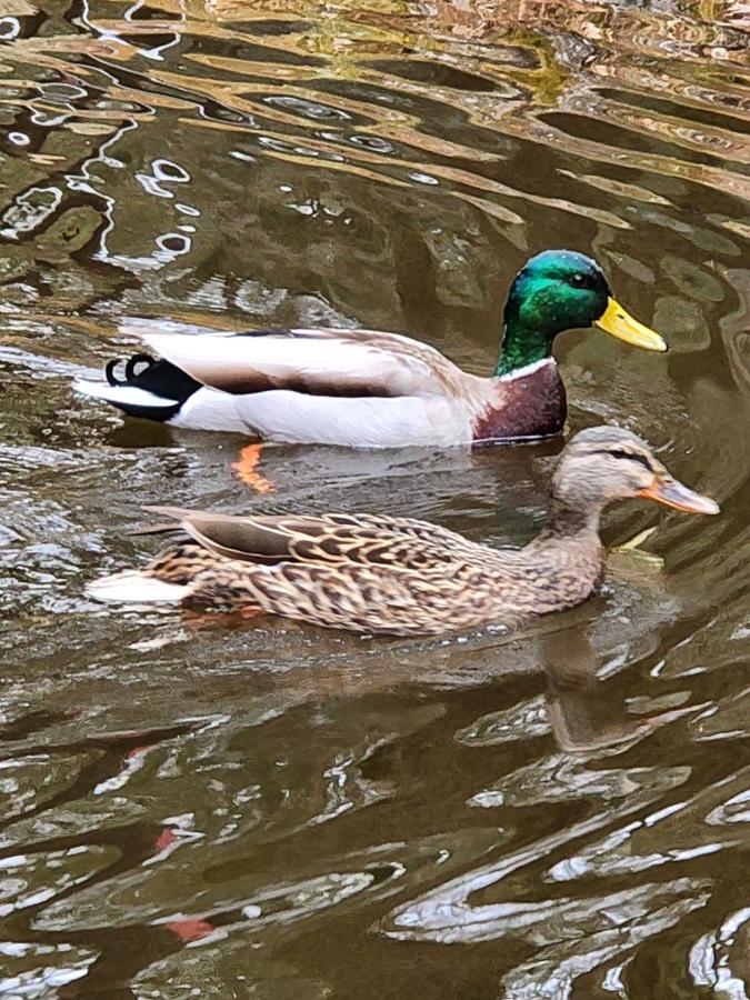 Magnolia Streamside Resort Canadensis Eksteriør billede